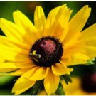 BLACK EYED SUSAN Rudbeckia Hirta - 1,000 Seeds FJ