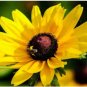 BLACK EYED SUSAN Rudbeckia Hirta - 1,000 Seeds FJ