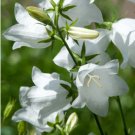 BELLFLOWER WILLOW PEACH LIVED WHITE Campanula Persicifolia - 100 Seeds FJ