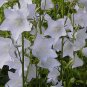 BELLFLOWER WILLOW PEACH LIVED WHITE Campanula Persicifolia - 100 Seeds FJ