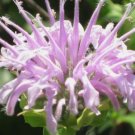 BERGAMOT WILD BEE BALM Monarda Fistulosa - 500 Seeds FJ