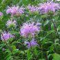 BERGAMOT WILD BEE BALM Monarda Fistulosa - 500 Seeds FJ