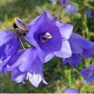 BELLFLOWER WILLOW PEACH LIVED BLUE Campanula Persicifolia - 250 Seeds FJ