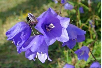 BELLFLOWER WILLOW PEACH LIVED BLUE Campanula Persicifolia - 250 Seeds FJ