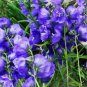 BELLFLOWER WILLOW PEACH LIVED BLUE Campanula Persicifolia - 250 Seeds FJ