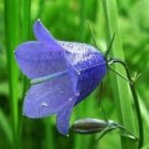 BELLFLOWER TUSSOCK BLUE Campanula Carpatica - 1,000 Seeds FJ