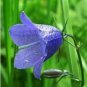 BELLFLOWER TUSSOCK BLUE Campanula Carpatica - 1,000 Seeds FJ