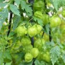 BALLOON VINE Cardiospermum Halicacabum - 10 Seeds FJ