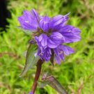 BELLFLOWER SUPERBA Campanula Glomerata - 20 Seeds FJ