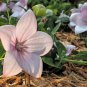 BALLOON FLOWER ROSE Platycodon Grandiflorus - 20 Seeds FJ