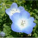 BABY BLUE EYES Nemophila Menziesii - 500 Seeds FJ