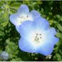 BABY BLUE EYES Nemophila Menziesii - 500 Seeds FJ