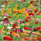 ZINNIA THUMBELINA DWARF MIXED COLORS Zinnia Elegans - 100 Seeds FJ