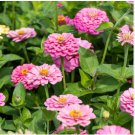 ZINNIA LUMINOSA PINK Zinnia Elegans - 100 Seeds FJ