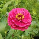 ZINNIA PUMILA MIXED COLORS Zinnia Elegans - 250 Seeds FJ