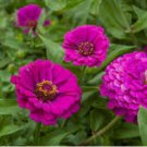 ZINNIA PURPLE PRINCE Zinnia Elegans - 100 Seeds FJ