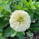 ZINNIA POLAR BEAR Zinnia Elegans - 100 Seeds FJ