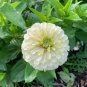 ZINNIA POLAR BEAR Zinnia Elegans - 100 Seeds FJ