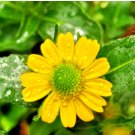 ZINNIA CREEPING Sanvitalia Procumbens - 500 Seeds FJ