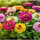 ZINNIA DAHLIA MIXED COLORS Zinnia Elegans - 100 Seeds FJ