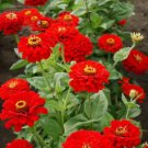 ZINNIA CHERRY QUEEN Zinnia Elegans - 100 Seeds FJ