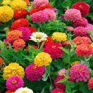 ZINNIA LILLIPUT MIXED COLORS Zinnia Elegans - 100 Seeds FJ