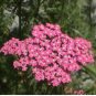 YARROW ROSE SERISE QUEEN Achillea Millefolium - 100 Seeds FJ