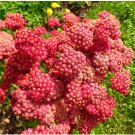 YARROW RED Achillea Millefolium Rubrum - 500 Seeds FJ