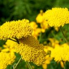 YARROW GOLD Achillea Filipendulina - 500 Seeds FJ
