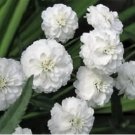 YARROW PEARL Achillea Ptarmica - 20 Seeds FJ