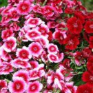 SWEET WILLIAM Dianthus Barbatus - 500 Seeds FJ