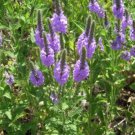VERVAIN HOARY Verbena Stricta - 500 Seeds FJ