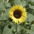 SUNFLOWER LEMON QUEEN Helianthus Annuus - 20 Seeds FJ