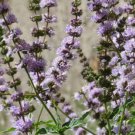 SPEARMINT Mentha Spicata - 100 Seeds FJ