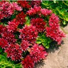 SEDUM SUMMER GLORY STONECROP Sedum Spurium - 20 Seeds FJ