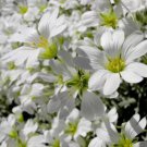 SNOW IN SUMMER Cerastium Tomentosum - 1,000 Seeds FJ
