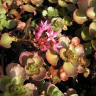 SEDUM PURPLE CARPET STONECROP Sedum Spurium Coccineum - 100 Seeds FJ