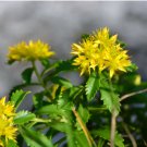 SEDUM RUSSIAN STONECROP Sedum Kamtschaticum - 20 Seeds FJ