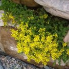 SEDUM GOLD MOSS STONECROP Sedum Acre - 100 Seeds FJ