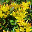 SEDUM CZAR'S GOLD STONECROP Sedum Hybridum - 20 Seeds FJ