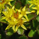 SEDUM AIZOON STONECROP Sedum Aizoon - 20 Seeds FJ