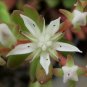 SEDUM CLIFF STONECROP Sedum Glaucophyllum - 20 Seeds FJ