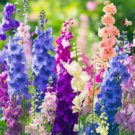 ROCKET LARKSPUR MIXED COLORS Delphinium Consolida Ajacis - 300 Seeds FJ