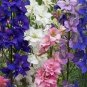 ROCKET LARKSPUR MIXED COLORS Delphinium Consolida Ajacis - 300 Seeds FJ