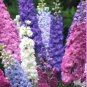 ROCKET LARKSPUR MIXED COLORS Delphinium Consolida Ajacis - 300 Seeds FJ