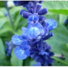 SAGE BLUE Salvia Farinacea - 500 Seeds FJ