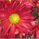 PYRETHRUM ROBINSON'S MIX Chrysanthemum Coccineum - 100 Seeds FJ