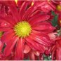 PYRETHRUM ROBINSON'S MIX Chrysanthemum Coccineum - 100 Seeds FJ
