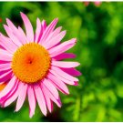PYRETHRUM ROSE Chrysanthemum Coccineum - 100 Seeds FJ