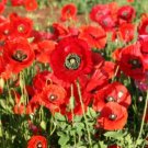 RED CORN POPPY AMERICAN LEGION Papaver Rhoeas - 5,000 Seeds FJ